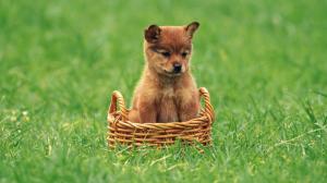 Dog Puppy Basket Grass HD wallpaper thumb