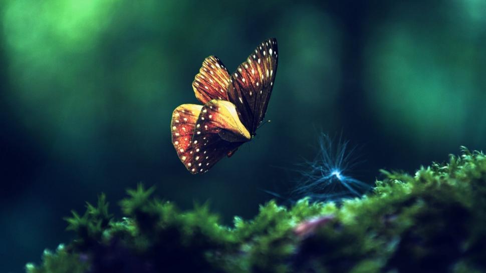 Nature, Butterfly, Insect, Macro, Moss wallpaper,nature HD wallpaper,butterfly HD wallpaper,insect HD wallpaper,macro HD wallpaper,moss HD wallpaper,1920x1080 wallpaper