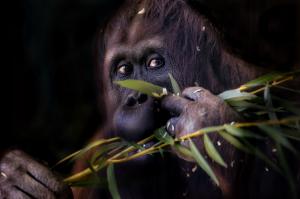 Orangutan monkey wallpaper thumb