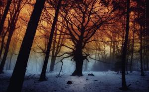 Foggy forest in the winter wallpaper thumb