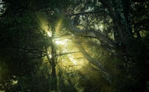 Sunlight Through The Treetops wallpaper thumb