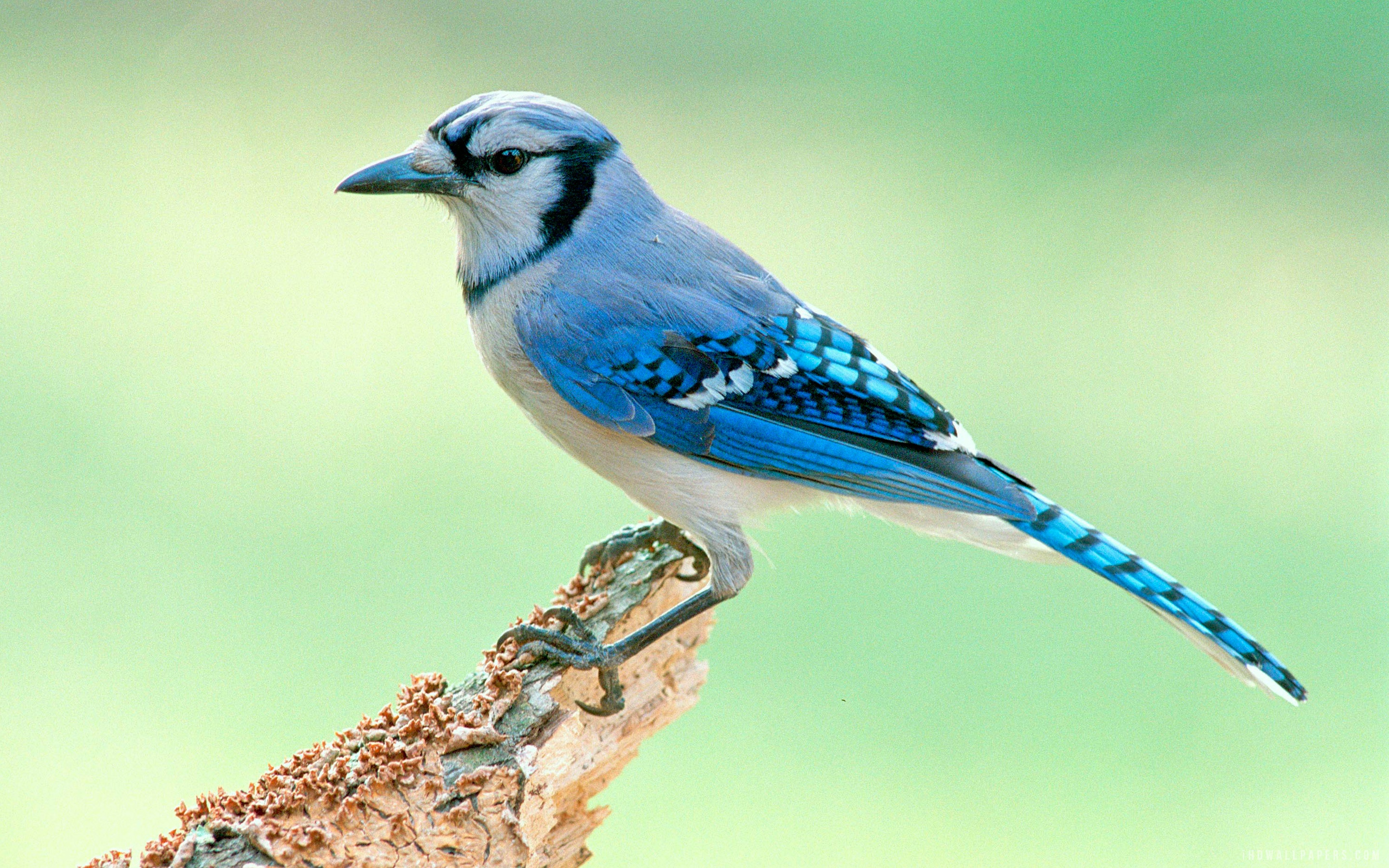 Blue Jay Bird wallpaper | animals and birds | Wallpaper Better