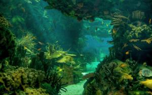 Sea Seabed Landscape Underwater Ocean Fish Photo Download wallpaper thumb