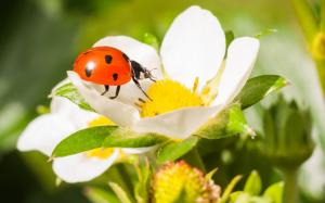 Ladybug, beetle, insect, strawberry flower, macro photography wallpaper thumb