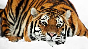 Tiger HD 1080p wallpaper thumb