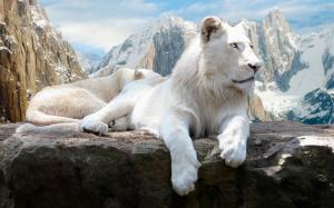 White Lion Lion HD wallpaper thumb