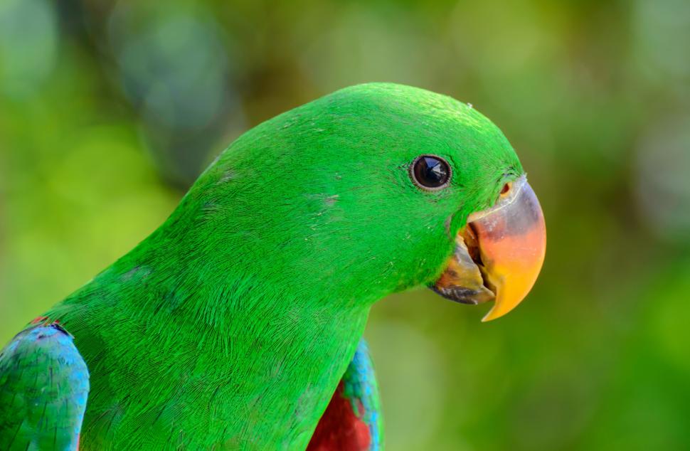 Green parrot bird wallpaper,parrot HD wallpaper,beak HD wallpaper,bird HD wallpaper,4000x2615 wallpaper
