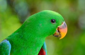 Green parrot bird wallpaper thumb
