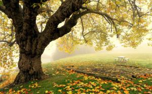 Autumn park scenery, tree, fog, leaves wallpaper thumb