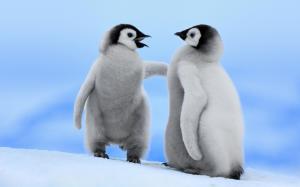 Two little penguins winter snow wallpaper thumb