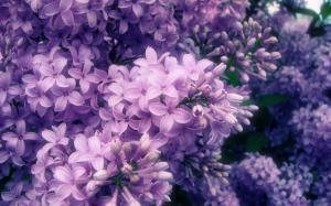 Sweet Lilac wallpaper thumb