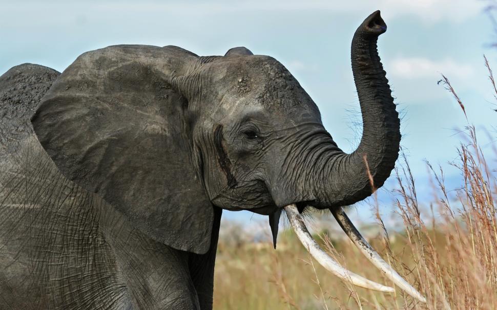 Elephant wallpaper,elephant wallpapers HD wallpaper,tusks backgrounds HD wallpaper,trunk HD wallpaper,africa  HD wallpaper,savanna HD wallpaper,2880x1800 wallpaper