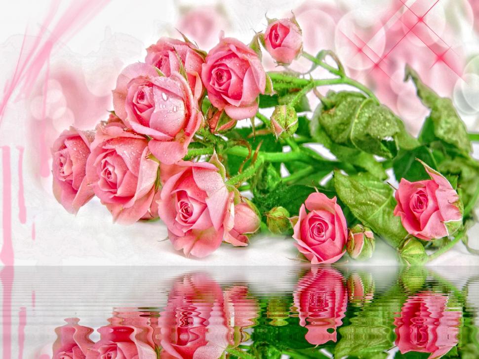 Pink Roses Reflection wallpaper,lovely HD wallpaper,delicate HD wallpaper,reflection HD wallpaper,roses HD wallpaper,harmony HD wallpaper,nice HD wallpaper,nature HD wallpaper,leaves HD wallpaper,beautiful HD wallpaper,pink HD wallpaper,pretty HD wallpaper,3d & abs HD wallpaper,2500x1875 wallpaper