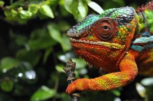 Chameleon colorful wallpaper thumb