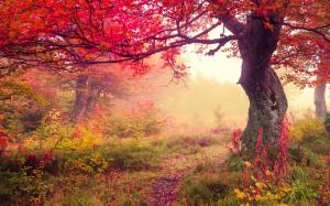 Autumn forest, leaves wallpaper thumb