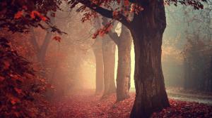 Fall, Mist, Trees, Nature, Leaves, Forest wallpaper thumb