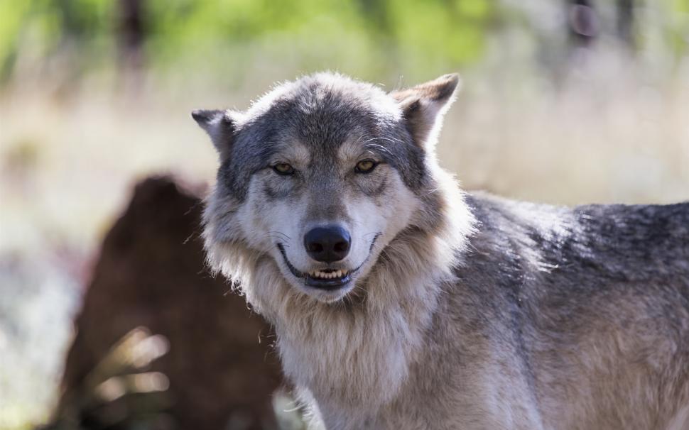 The wolf look like smile wallpaper,Wolf HD wallpaper,Look HD wallpaper,Like HD wallpaper,Smile HD wallpaper,1920x1200 wallpaper