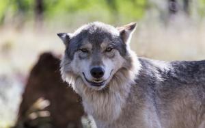The wolf look like smile wallpaper thumb