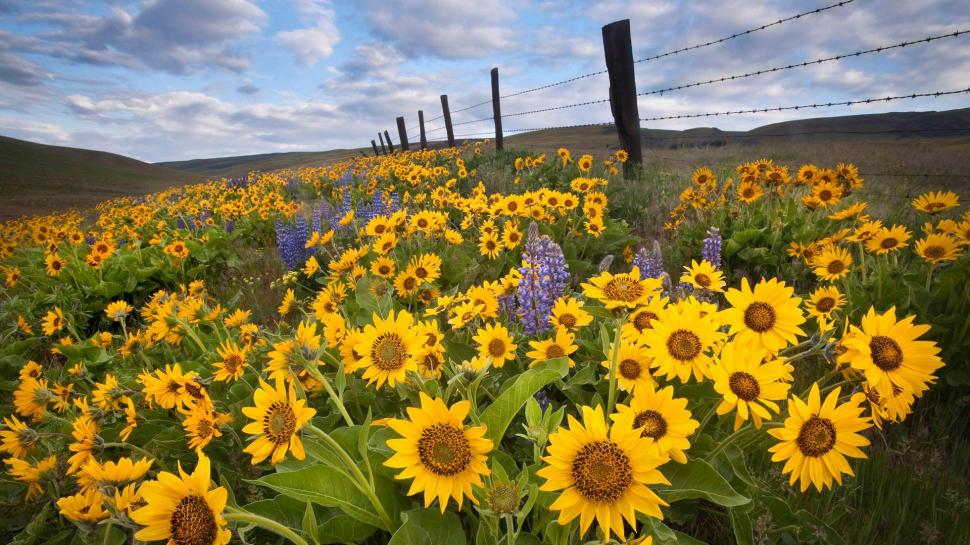 Sunflowers Along The Fence wallpaper,mountain HD wallpaper,yellow HD wallpaper,nature HD wallpaper,fence HD wallpaper,flowers HD wallpaper,wire HD wallpaper,sunflowers HD wallpaper,clouds HD wallpaper,nature & landscapes HD wallpaper,1920x1080 wallpaper