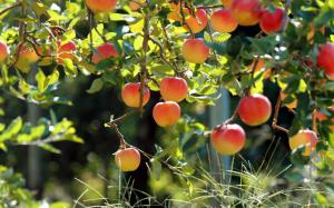 Fruit garden, apple tree, fresh apples wallpaper thumb