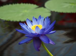 The blue water lilies close-up photography wallpaper thumb