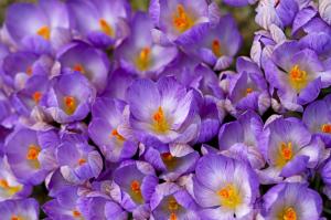 Crocus saffron spring wallpaper thumb
