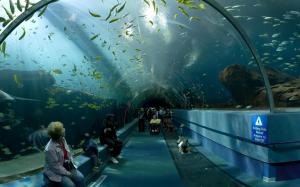 Georgia Aquarium Ocean Voyager Tunnel wallpaper thumb