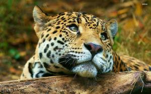 Calm leopard wallpaper thumb