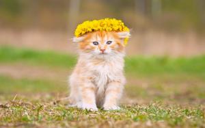 Fluffy kitten, yellow flowers, wreath wallpaper thumb