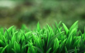 Green grass close-up wallpaper thumb