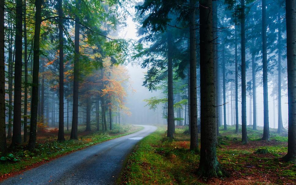 Forest, pine, spruce, road, fog, trees, autumn, nature wallpaper,Forest HD wallpaper,Pine HD wallpaper,Spruce HD wallpaper,Road HD wallpaper,Fog HD wallpaper,Trees HD wallpaper,Autumn HD wallpaper,Nature HD wallpaper,1920x1200 wallpaper