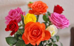 Multi Colored Roses wallpaper thumb