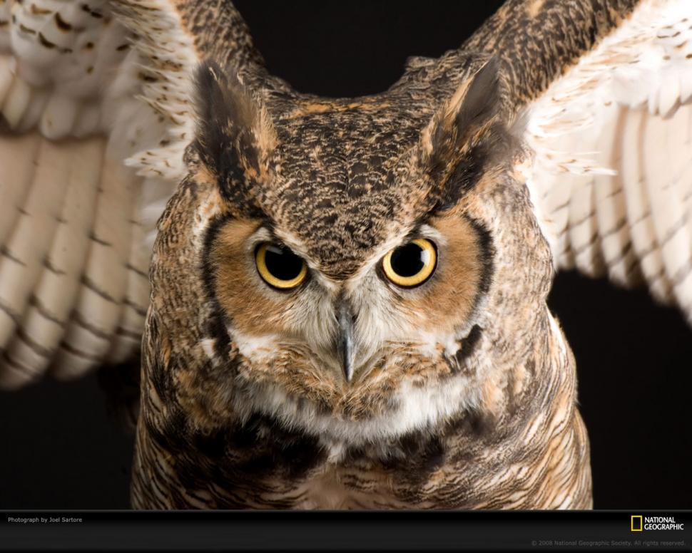 Owl Bird HD wallpaper,animals wallpaper,bird wallpaper,owl wallpaper,1280x1024 wallpaper