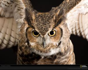 Owl Bird HD wallpaper thumb