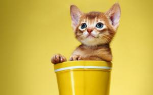 Cute kitten play with a shoe wallpaper thumb