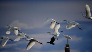 White crane flying, birds in sky wallpaper thumb