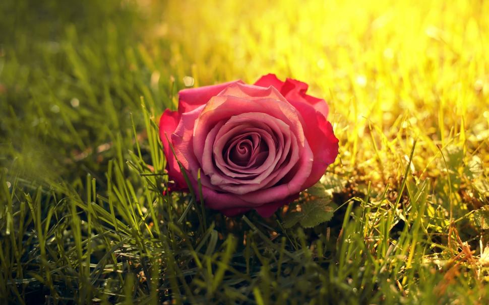 One pink rose flower in grass, sun, sunshine wallpaper,One HD wallpaper,Pink HD wallpaper,Rose HD wallpaper,Flower HD wallpaper,Grass HD wallpaper,Sun HD wallpaper,Sunshine HD wallpaper,1920x1200 wallpaper