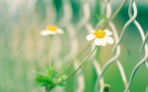 White yellow wildflowers, fence, blur wallpaper thumb