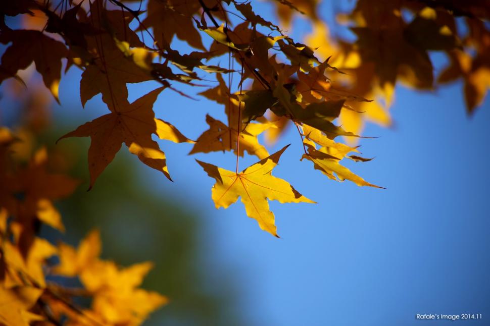 Maple Leaves, Yellow, Nature, Depth Of Field, Bokeh wallpaper,maple leaves wallpaper,yellow wallpaper,nature wallpaper,depth of field wallpaper,bokeh wallpaper,1500x1000 wallpaper