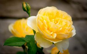 Yellow rose flower close-up, petals, bud wallpaper thumb
