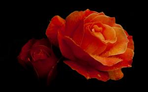 Beautiful Red Roses wallpaper thumb