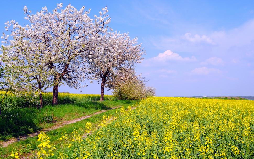 Germany spring nature scenery, fields, flowers, blue sky wallpaper,Germany HD wallpaper,Spring HD wallpaper,Nature HD wallpaper,Scenery HD wallpaper,Fields HD wallpaper,Flowers HD wallpaper,Blue HD wallpaper,Sky HD wallpaper,1920x1200 wallpaper