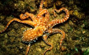 Common Octopus On Ocean Floor wallpaper thumb