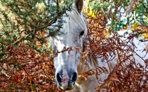 White horse looking through the trees wallpaper thumb