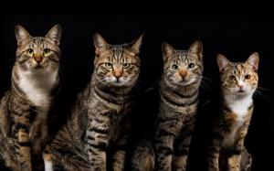 Four cats, gray striped, black background wallpaper thumb