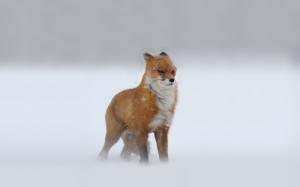 Fox Snow Winter HD wallpaper thumb