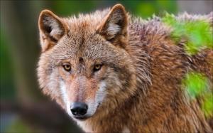 Animal close-up, wolf portrait wallpaper thumb