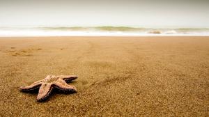 Starfish on the beach wallpaper thumb