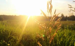 sunny, field, sun, grass, meadow wallpaper thumb