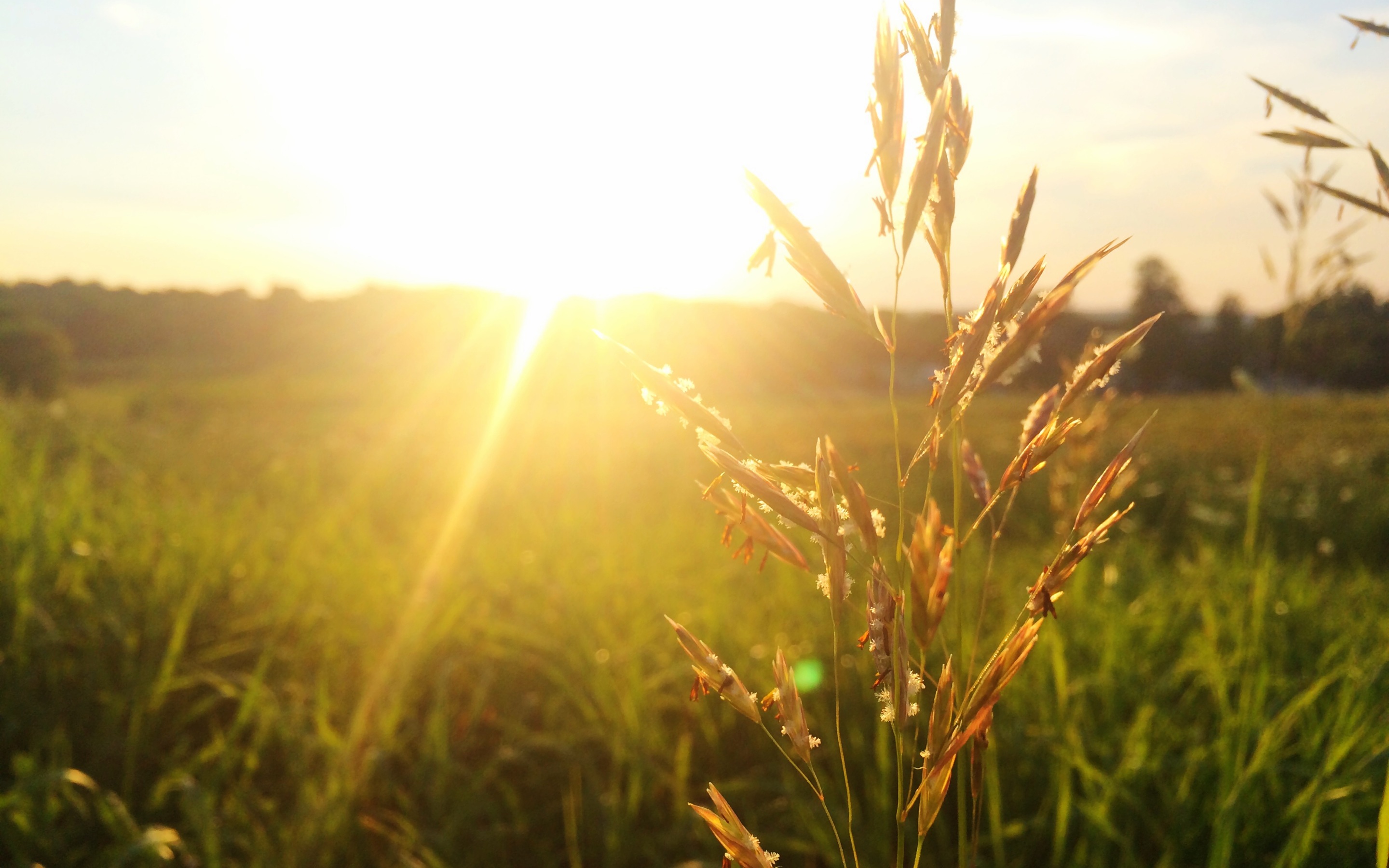 Sunny, field, sun, grass, meadow wallpaper | nature and landscape